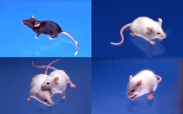 For Considering Specific Pathogen Free Spf Animal Study How To Buy Clea Produced Spf Animal And Related Equipment Diets And Sevices 実験動物の生産 販売 実験 動物用飼料の製造 販売の日本クレア株式会社