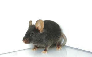 B10-mdx mouse image