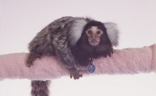 Marmoset