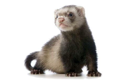 Ferret