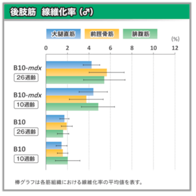 B-10 mdx(♂)の後肢筋 線維化率