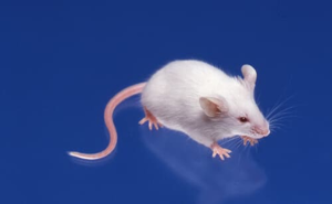 BALB/cAJcl product image