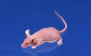 F344 Jcl product image