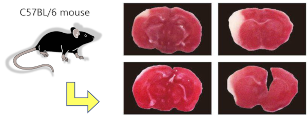 When we tried to create it in C57BL/6 mice, ...