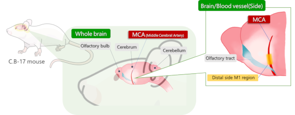 Establishment of a cerebral infarction model in C.B-17 mice.