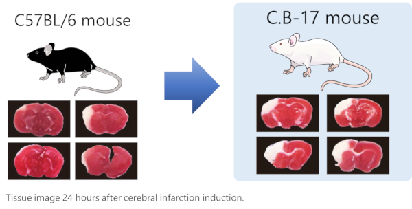 Advantage 1: High reproducibility of ischemic regions.