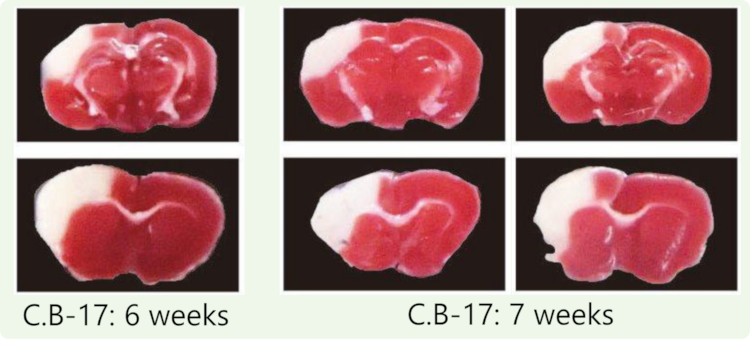 C.B-17 マウスの脳梗塞作製24時間後の組織イメージ（TTC染色）