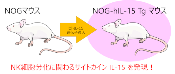 ヒトNK細胞を維持・増殖できるNOGマウス（hIL-15 Tgマウス）