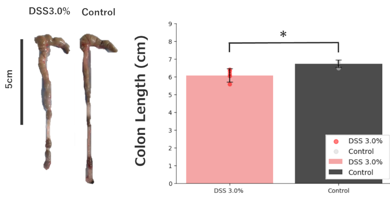 Colon Length: