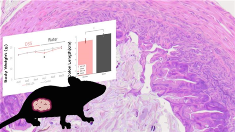 背景データのあるマウス大腸炎モデル；<br />創薬研究の活用に 日本クレアの試験サービスのご紹介