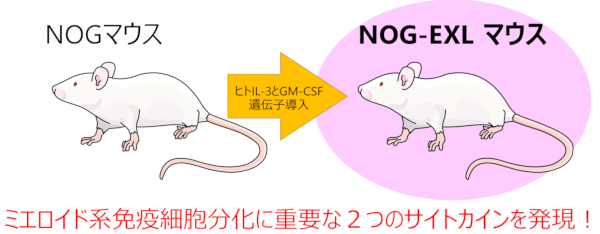 より多様なヒト免疫細胞を分化するNOGマウス（EXLマウス）