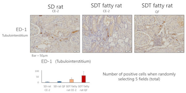ED-1 immunohistochemical staining (Tubule / Tubular interstitium)
