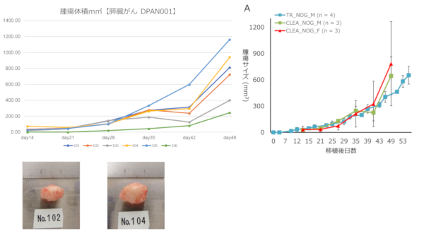 腫瘍体積 DPAN001