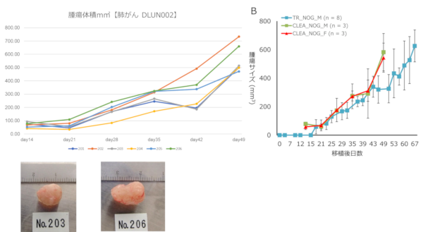 腫瘍体積　DLUN002