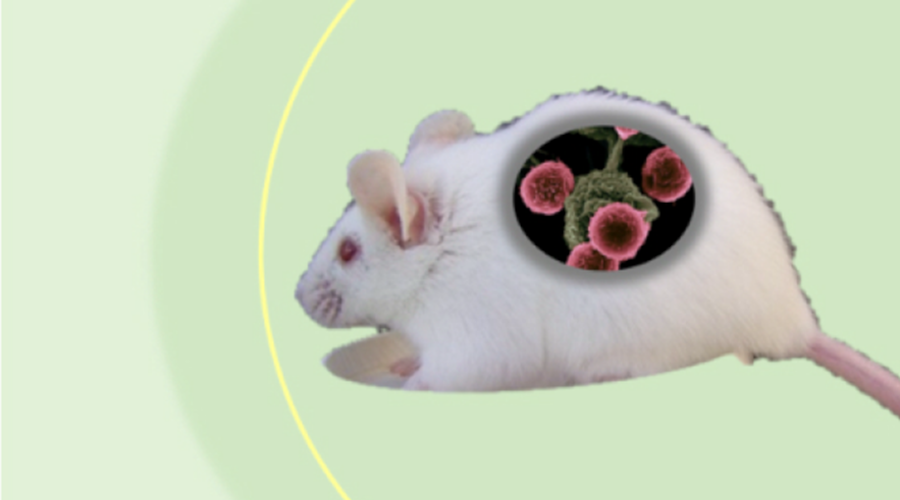 F-PDX<sup>®</sup>マウス作製サービス：日本クレアが試験に適した規模・腫瘍サイズで供給いたします