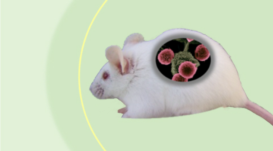 F-PDX® Mouse Preparation Service: CLEA Japan Provides Sufficient Number of Animals with Appropriate Tumor Size for Your Study