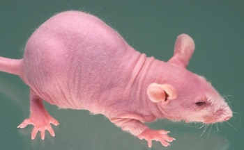 F344/NJcl-rnu/rnu product image