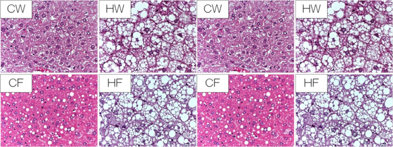 Photo of liver tissue for each test group