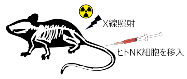 ヒトNK細胞でのヒト化処置（hIL-15 Tgマウス）