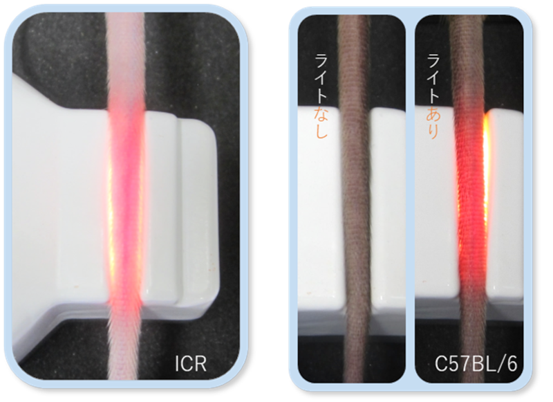 もちマウス図解
