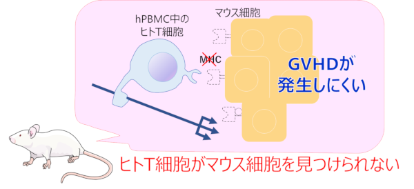 NOG-ΔMHCマウスの体内