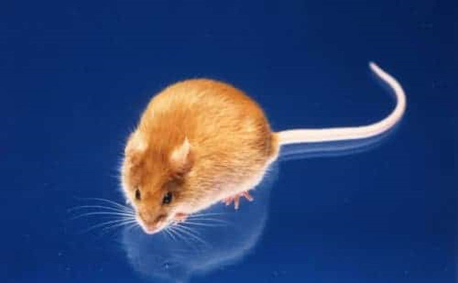 KK-Ay Mice: A Model of Obesity and Type 2 Diabetes