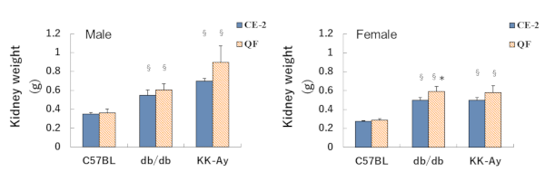 Kidney weight of KK-Ay mice for DKD model