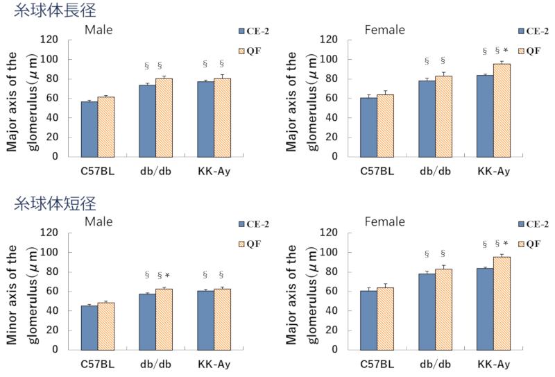 各雄雌の糸球体サイズ