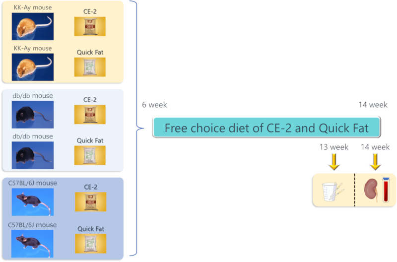 Study design of KK-Ay mice for DKD model