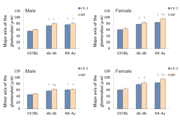 Glomerulus size of KK-Ay mice for DKD model