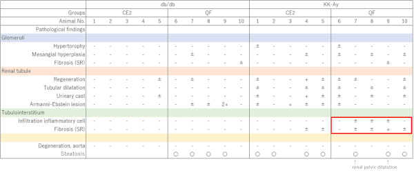 Kidney histopathological assessment in male db/db and KK-Ay mice