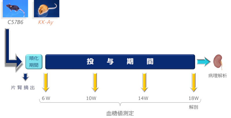 試験デザイン（片腎摘出および食塩負荷）