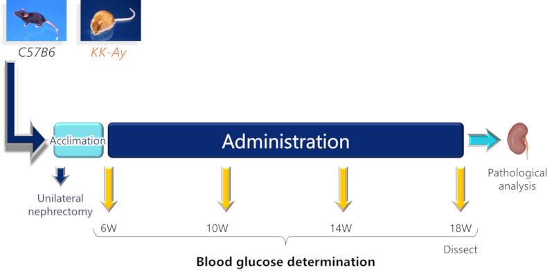 Study design of Nx and salt supplementation