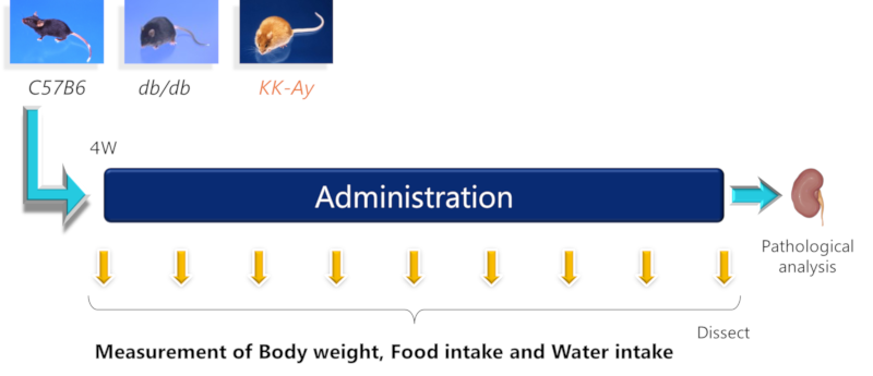 Study design of Diet inducing (QF and WD)