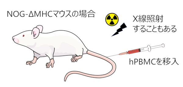 NOG-ΔMHCマウスの場合