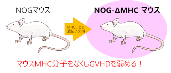 より長生きなヒト化マウスを開発