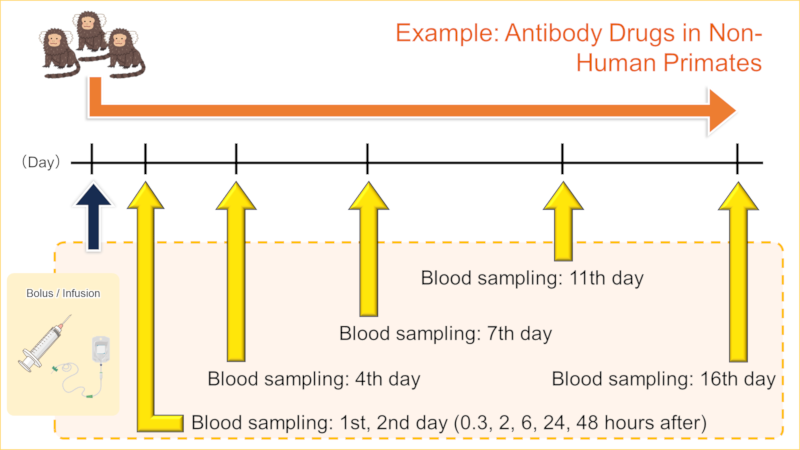 Antibody Drugs in marmosets