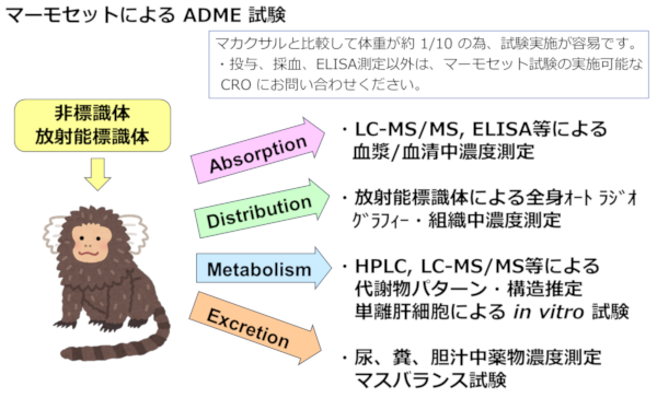 マーモセットによる ADME試験