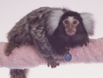 Marmoset products image