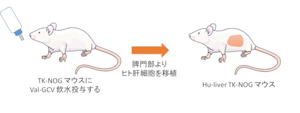 Hu-liver TK-NOG マウス作製方法