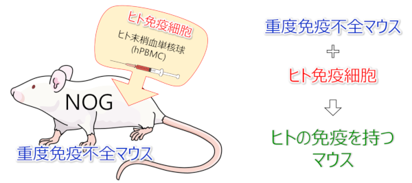 ヒト免疫を再構築したマウス 01(EXLマウス)