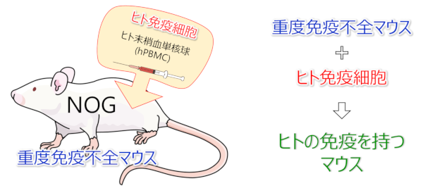 重度免疫不全マウスにヒト免疫細胞移植し、ヒト免疫を再構築