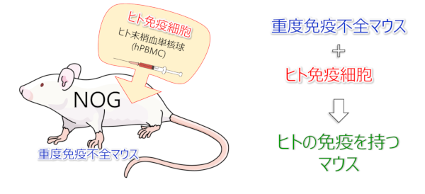 ヒト免疫を再構築したマウス01（hIL-15 Tgマウス）