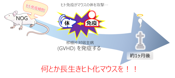 長生きができず試験期間を確保しにくい問題