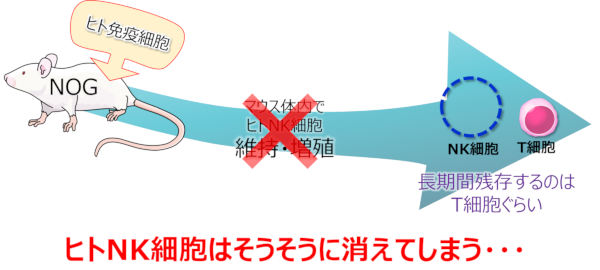 ヒト免疫を再構築したマウス02（hIL-15 Tgマウス）