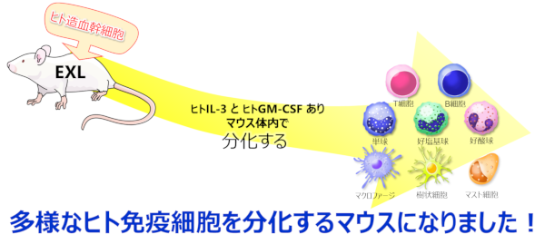 ヒト免疫を再構築したマウス03（EXLマウス）