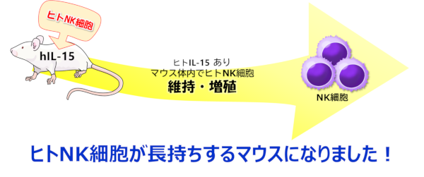 ヒト免疫を再構築したマウス04（hIL-15 Tgマウス）