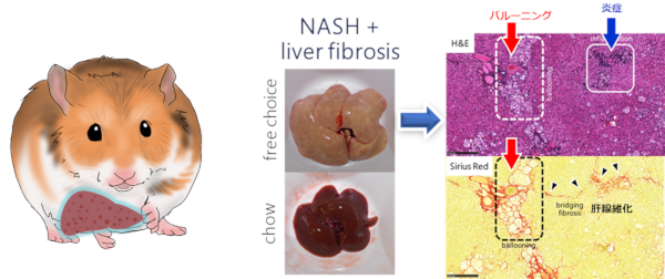肝臓の所見がヒトのNASHに類似