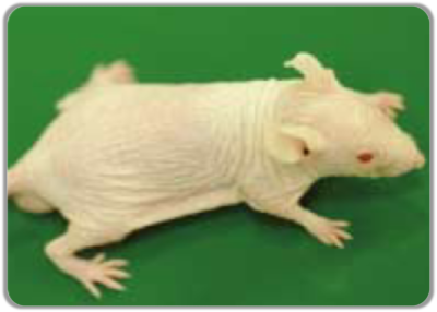NOAマウスの個別飼育による頚背部を主とした乾燥皮膚の表現