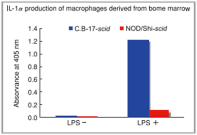 NOD/Shi-scid マウスのマクロファージ機能の減退